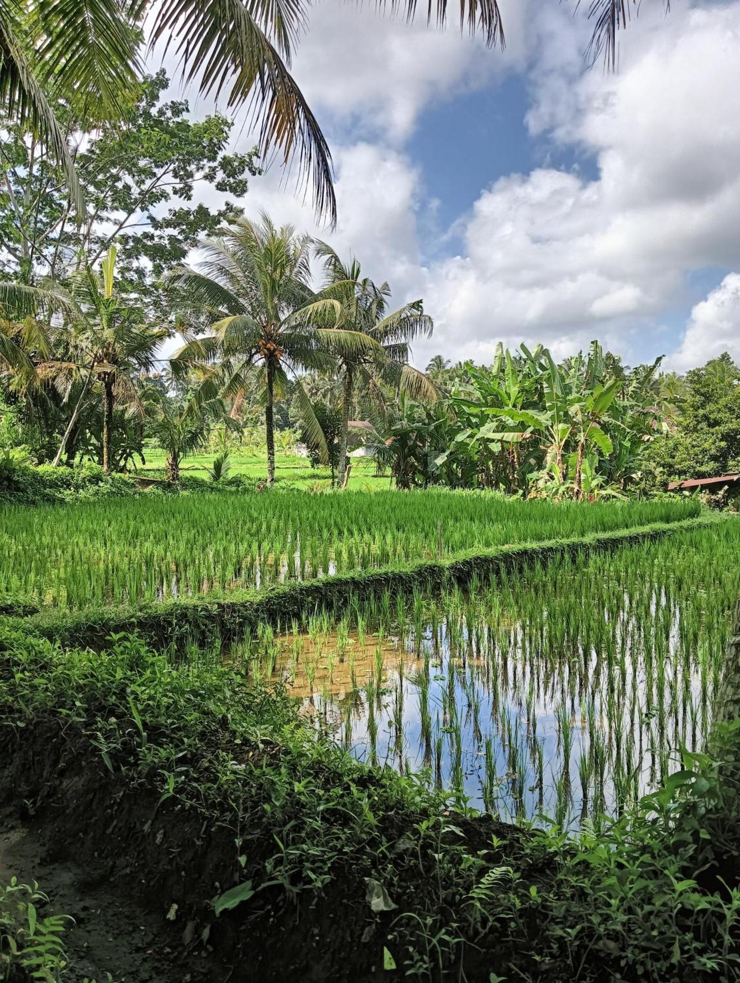 Rumah Guci Ubud Kültér fotó